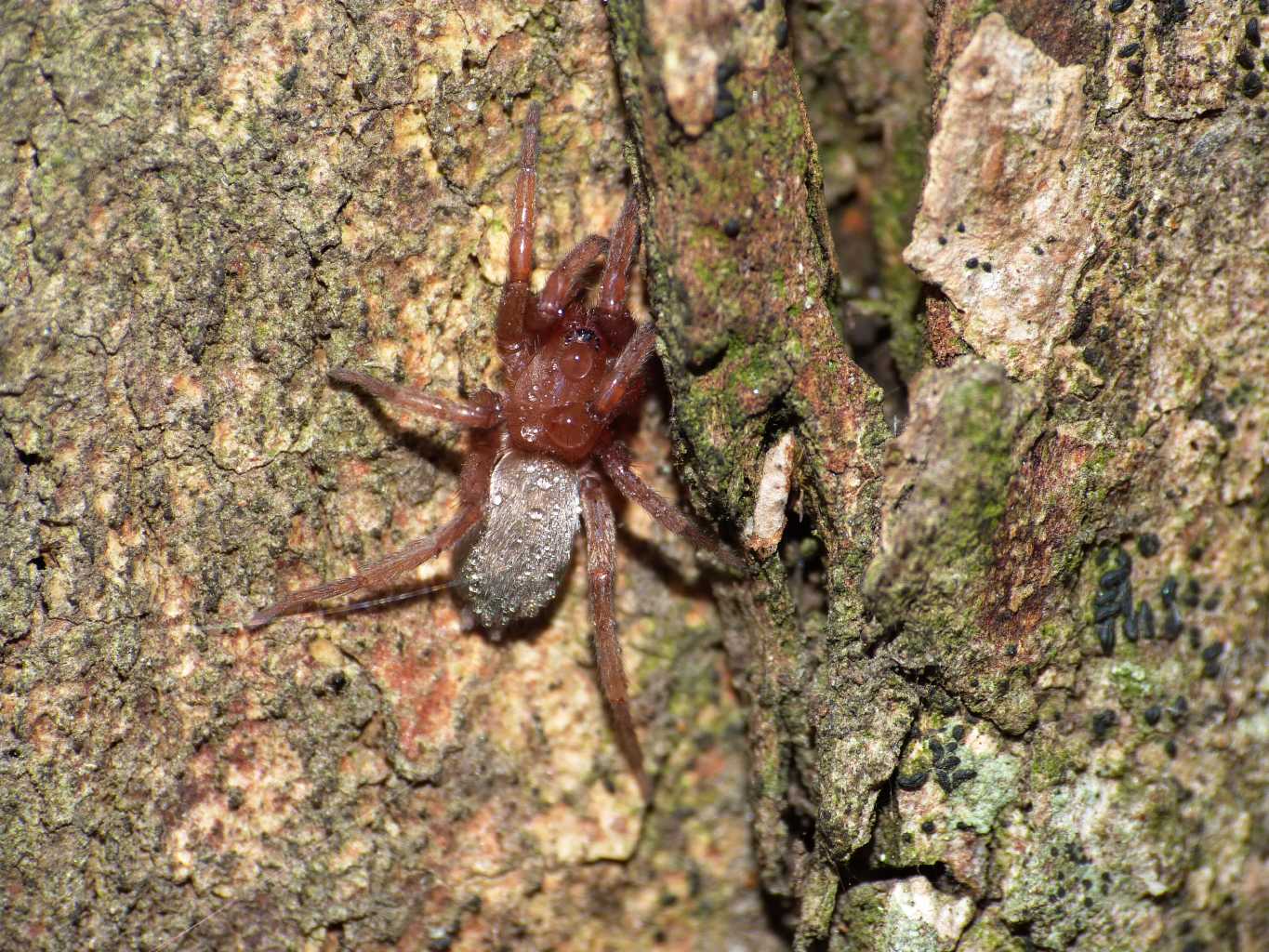 Giovane Scotophaeus sp. - Ostia (RM)